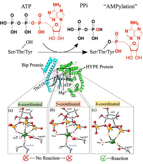 Investigation of the Detailed AMPylated Reaction Mechanism for the ...