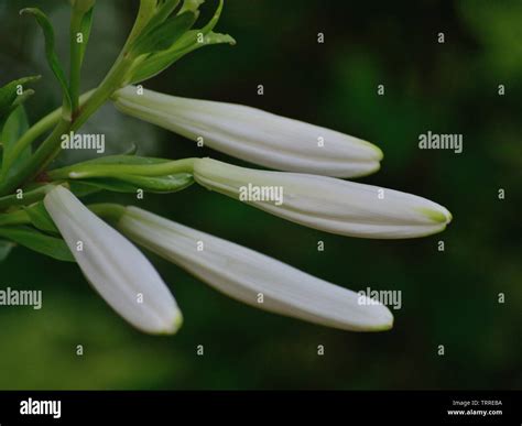 White madonna-lily, Lilium candidum Stock Photo - Alamy