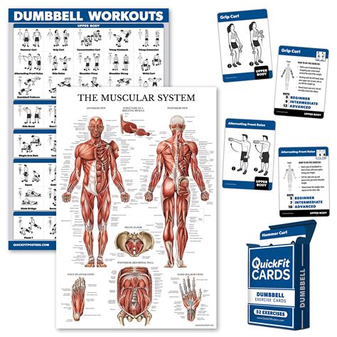 Buy 3 Pack: Dumbbell Workouts + Muscular System Anatomy Set + Dumbbell ...