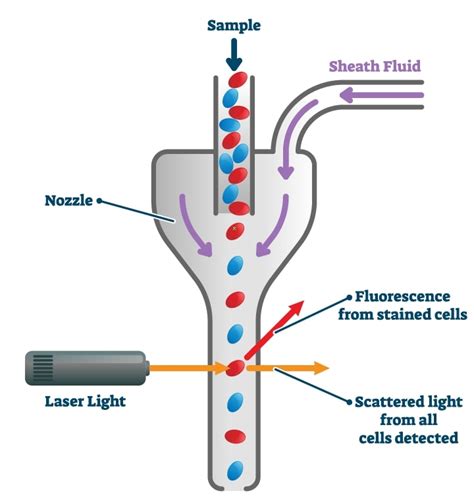 Flow Cytometry Tutorial 的图像结果