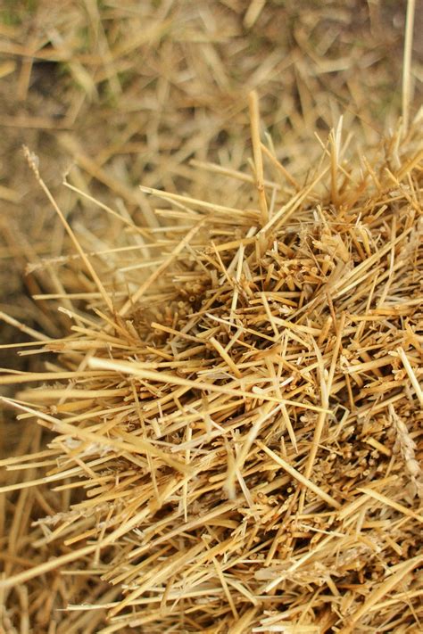 Hay vs. Straw - What's the Difference? | This vs. That