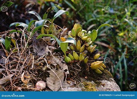 Wild Orchid Growing in Natural Forest Stock Image - Image of green ...