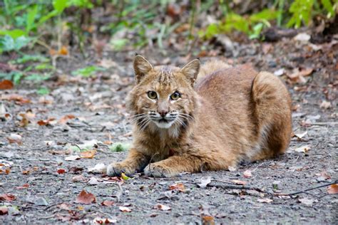 Domestic Bobcat Breed