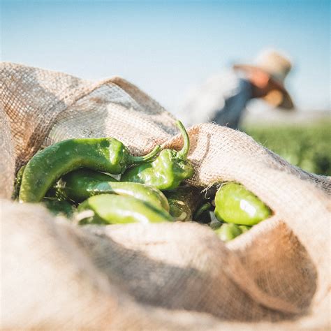 Pre-Order: Medium Fresh Hatch Green Chile Peppers | Big Jim - Charger ...