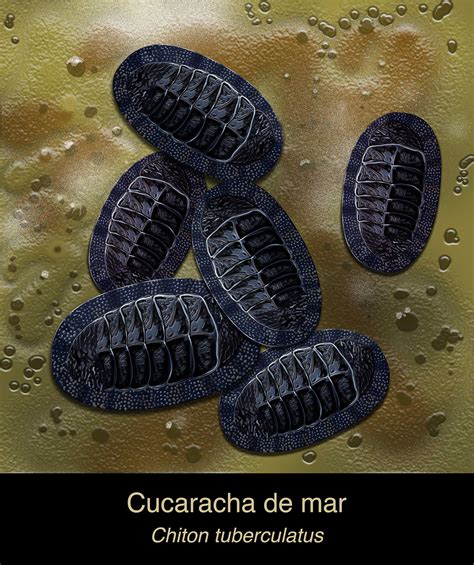 Chiton tuberculatus - Cucaracha de mar on Behance