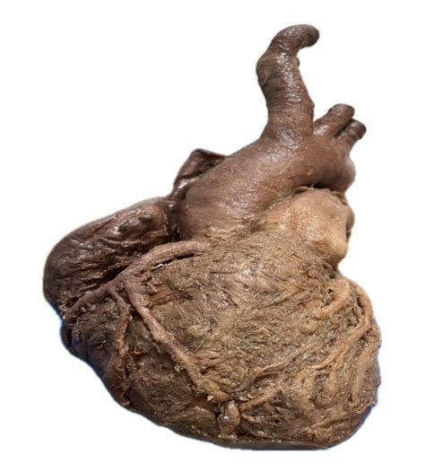 Department of Anatomy | GIMS