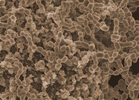 Toys, books, cribs can harbor bacteria for long periods, study finds ...