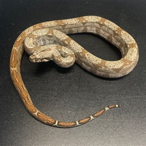 75%. Hog Island Boa Boa Constrictor by Fire Horse Exotics LLC - MorphMarket