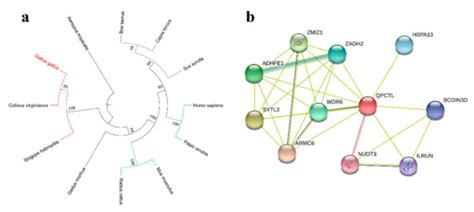 Animals | Special Issue : Genetic Expression and Regulation during ...