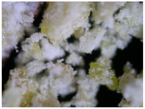 The Influence of the Pressure-Thermal Agglomeration Methods of Corn ...