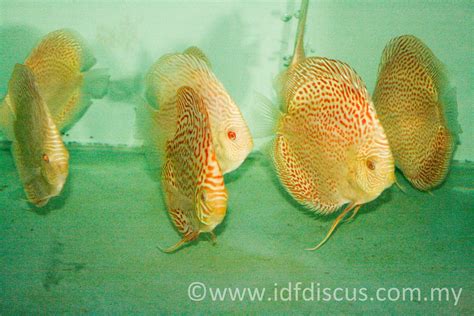 Image result for Discus Albinos