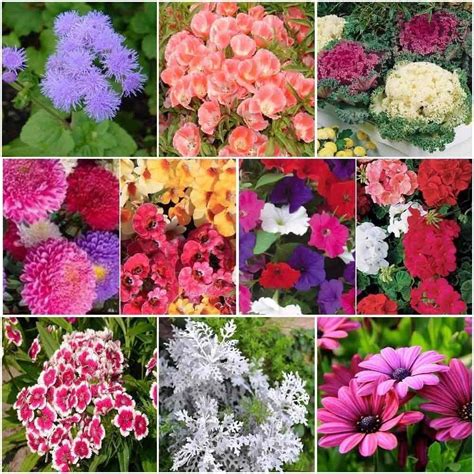 Divya Seeds !! Winter Flower Seeds Combo B !! 10 pkts kit (Ageratum ...