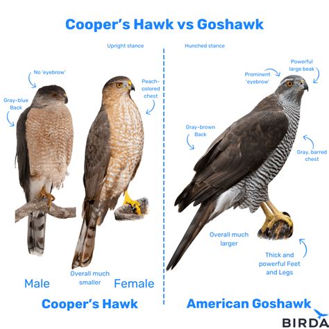 Osprey Vs Hawk