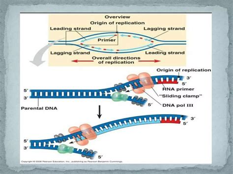 Origin Of Replication