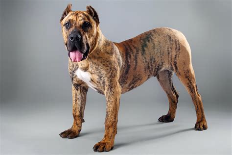 Great Dane Mastiff Mix: All About The Gentle Giant Daniff