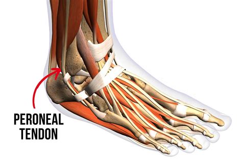 Peroneal Tendons