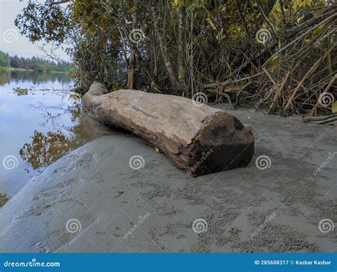 Dead Tree Trunks Caught in a Shallow River on a Steep, Bushy Bank Early in the Morning. Stock ...