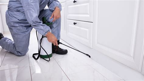 How To Get Rid Of Stink Bugs | Do-It-Yourself Pest Control