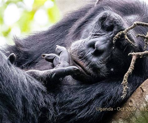 BUDONGO FOREST CHIMPANZEE TRACKING (2026) All You Need to Know BEFORE ...