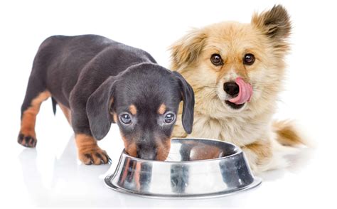 Why Do Dogs Drag Their Food Bowl at Curtis Dolan blog