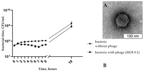 A Novel Podophage StenR_269 Suggests a New Family in the Class ...