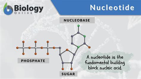 Nucleotide Def 28.1: Nucleotides And Nucleic Acids Chemistry