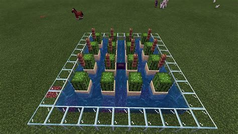 Image result for How to Make a Cactus XP Farm Java