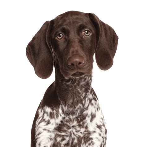 Pointer Dog in Action 的图像结果