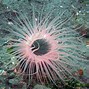 anemones 的图像结果