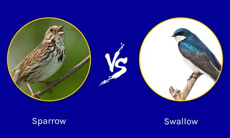 Sparrow vs Swallow: Key Differences Explained - A-Z Animals