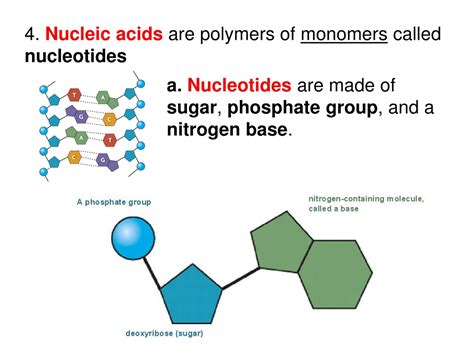 PPT - Exploring Biology: Chemistry of Life PowerPoint Presentation ...