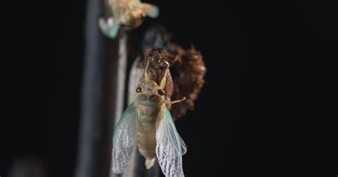 ‘World Cup Insect’: A documentary about the Niangtaser, a bug that ...