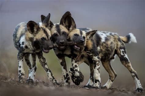 Word For Wild Dogs at Darla Urena blog