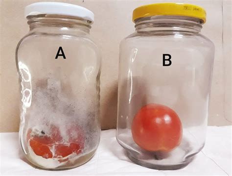 Exploding Tomato Experiment 的图像结果