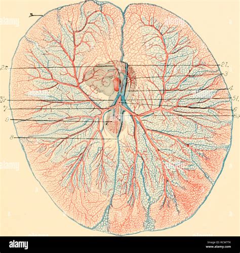 . The development of the chick; an introduction to embryology. Birds -- Embryology. Fig. 136 ...