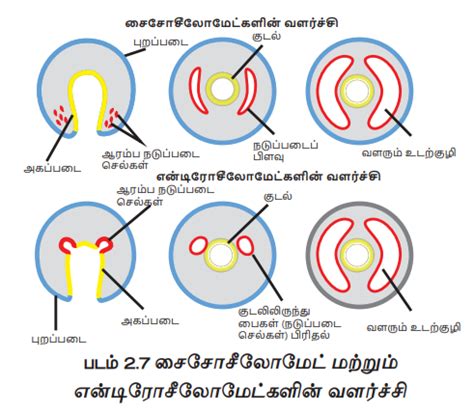 வகைப்பாட்டின் அடிப்படைகள் (Basis of Classification) | Basis of ...