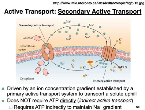 What Is Primary And Secondary Active Transport at Patricia Bouchard blog