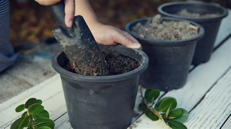 Preparation of Soil in Pots for Planting Trees 2020410 Stock Video at ...
