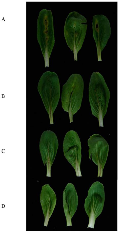 Characterization of a Novel Quorum-Quenching Bacterial Strain ...