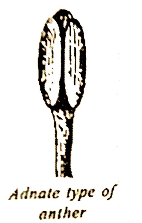 Filament attached along the whole length of anther is the conditon called