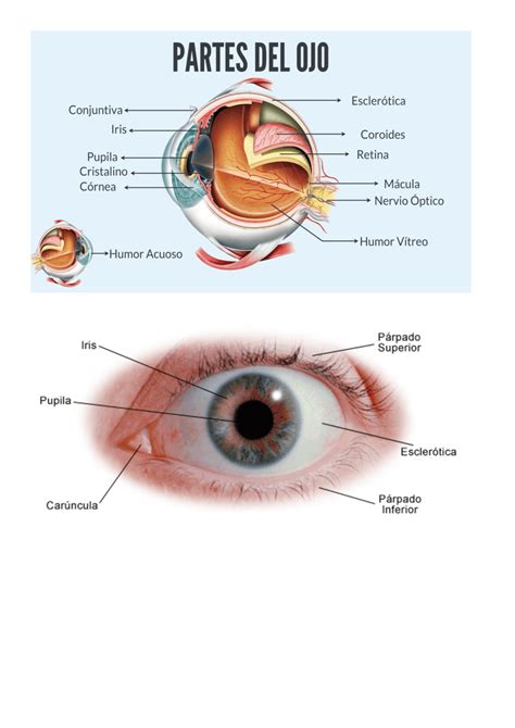 Partes Del Ojo