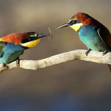 Do Birds Eat Bees? The Truth About Birds and Honey Bees - Carolina Honeybees