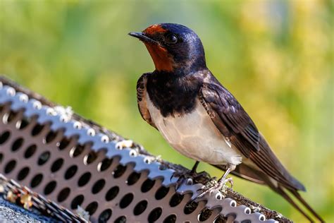 Barn swallow | BirdForum