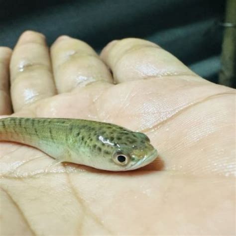 Mr.Murrel Seed - 2 Inch Murrel Fish Seeds Manufacturer and Supplier ...