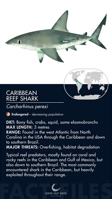 Caribbean reef shark - Save Our Seas Foundation
