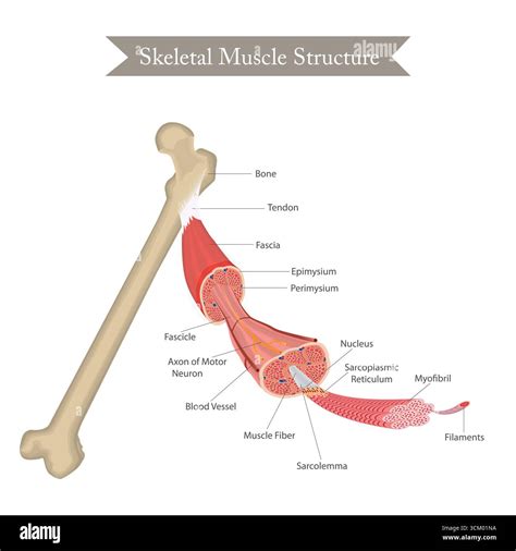 Dessin anatomie cuisse Banque d'images vectorielles - Alamy