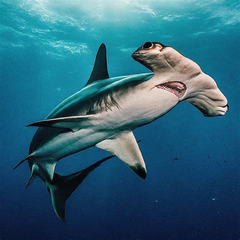 51 Different Types of Sharks: 101 Guide - Shark Truth