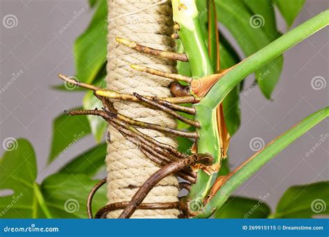 Thick Aerial Roots of Monstera Deliciosa Houseplant Attached To ...