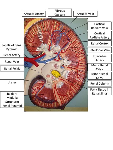 Cortical Radiate Artery