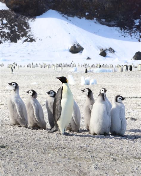 Myeongho Seo | Emperor penguin crèche 🐧 Penguin chicks gather in groups called crèches to stay ...